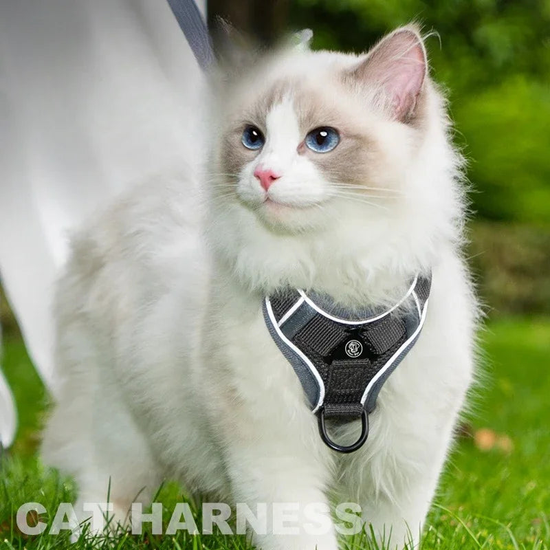 Ensemble Harnais et Laisse Sans Traction pour Petit Chien et Chat