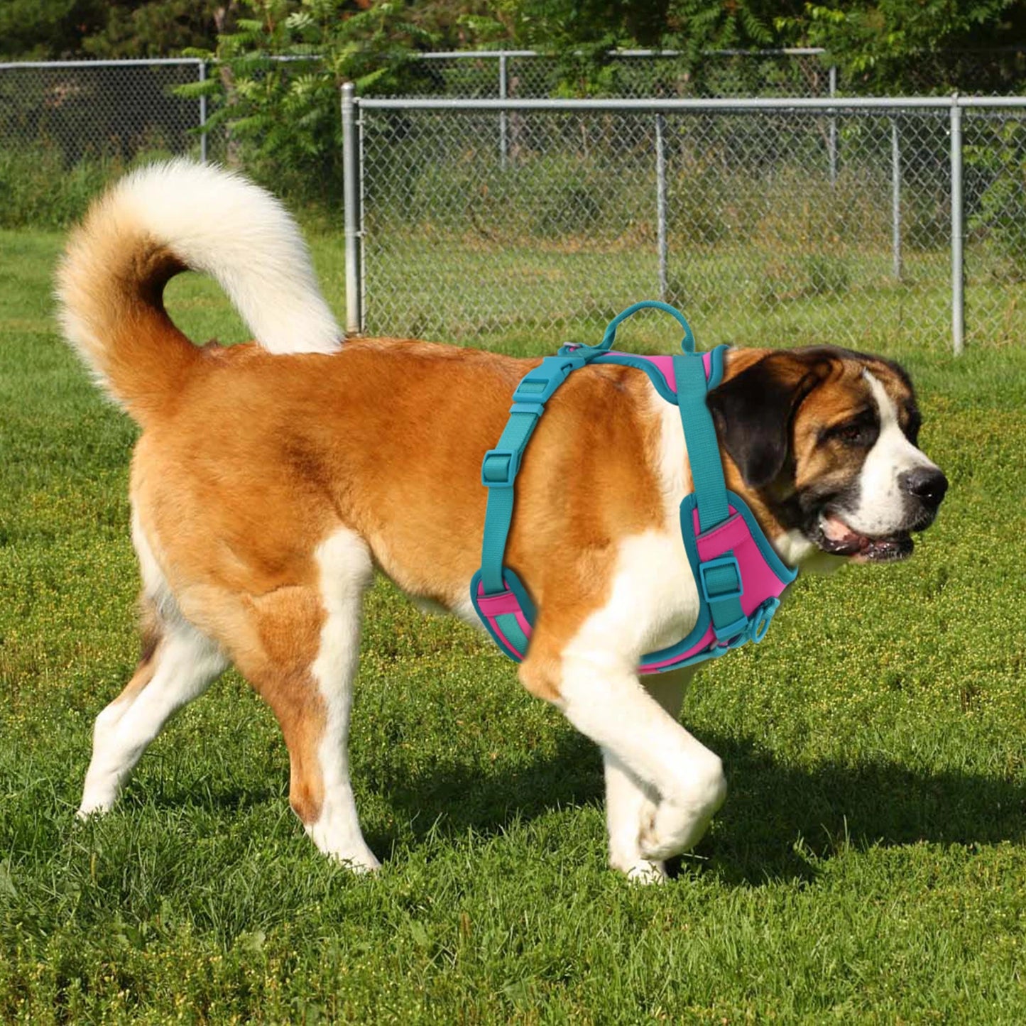 Harnais Personnalisable Anti-Traction pour Chien - Contrasté