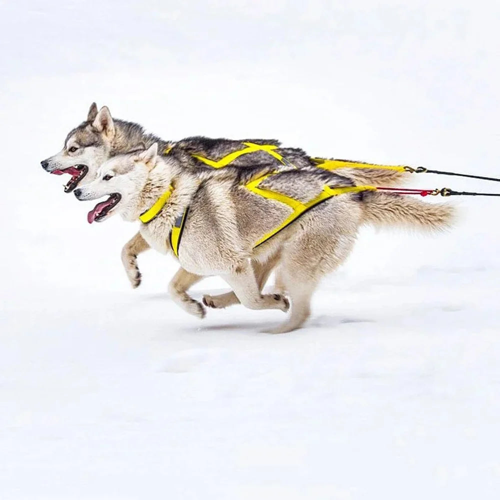 Harnais Ski et Course pour Grand Chien - Haute Qualité