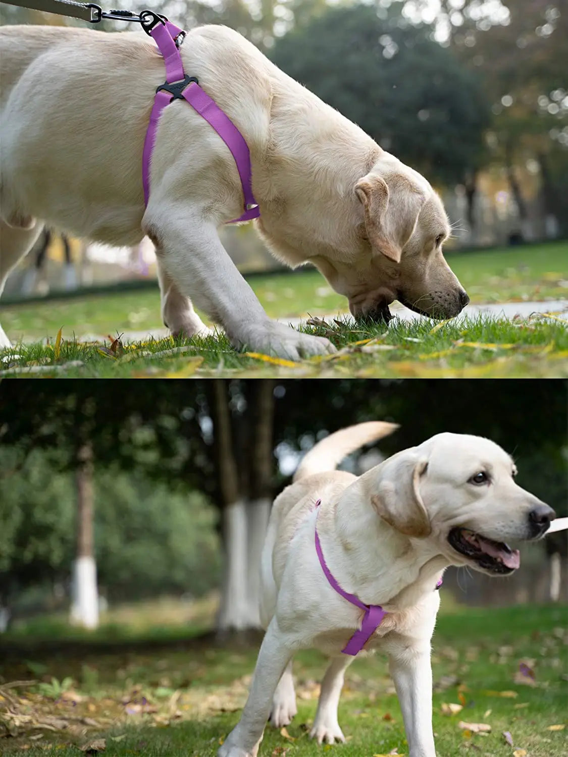 Harnais Réglable Étanche pour Chien - Sans Traction, Toutes Tailles