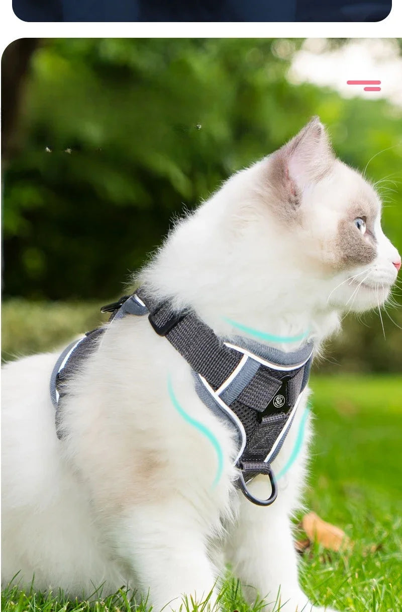 Ensemble Harnais et Laisse Sans Traction pour Petit Chien et Chat