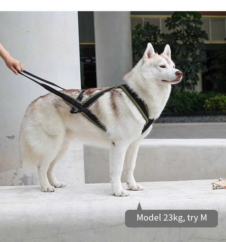 Ensemble Harnais et Laisse Extérieur pour Chien Moyen/Grand