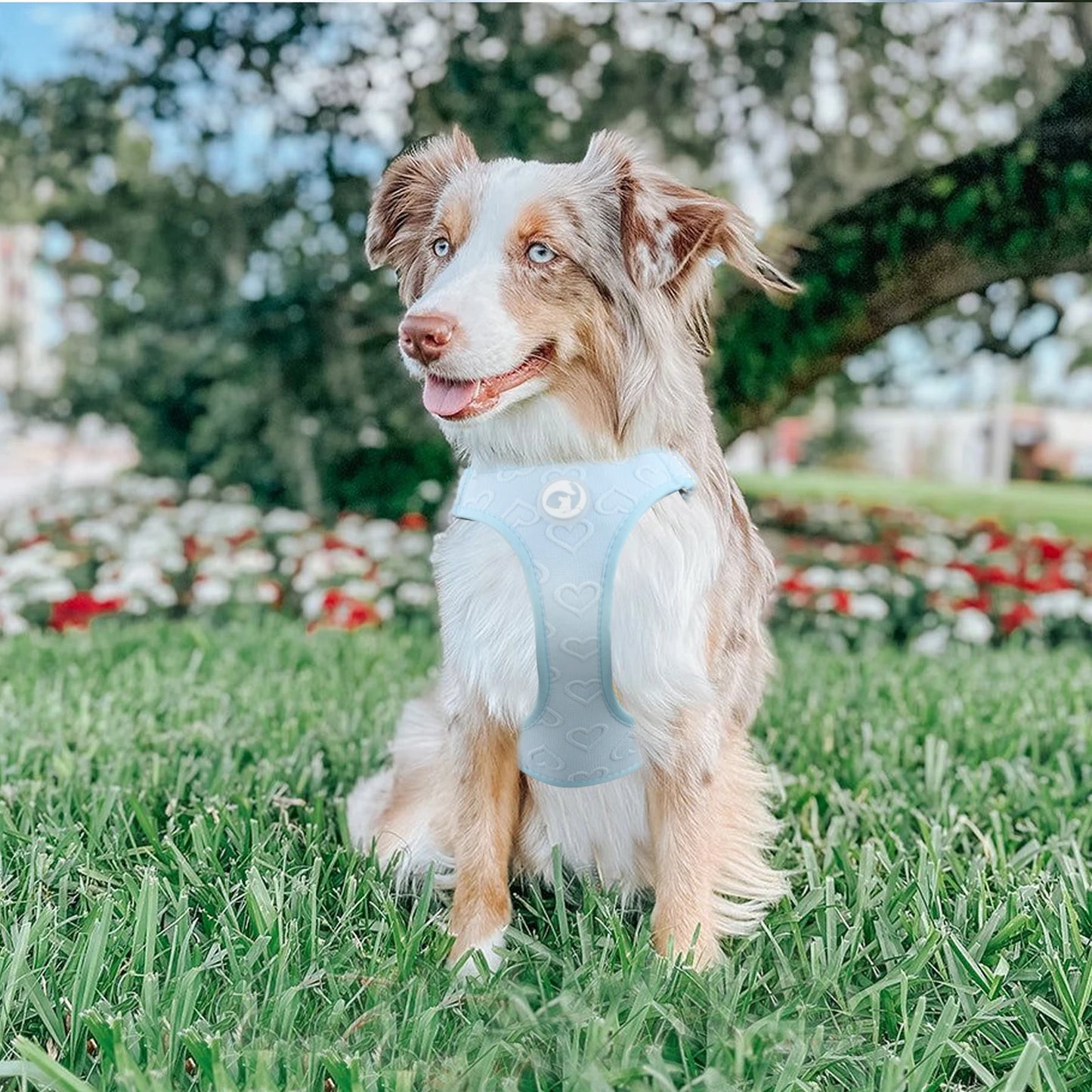 Gilet Nylon Sans Traction pour Petit Chien - Léger et Confortable