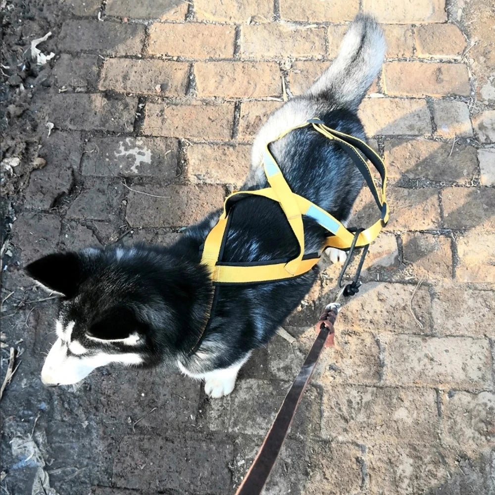 Harnais Ski et Course pour Grand Chien - Haute Qualité