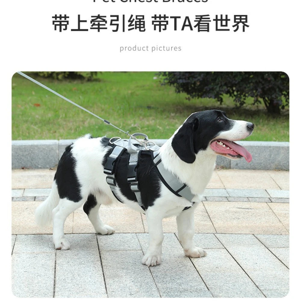 Harnais et Laisse Anti-Évasion Robuste pour Chien - Idéal Corgi