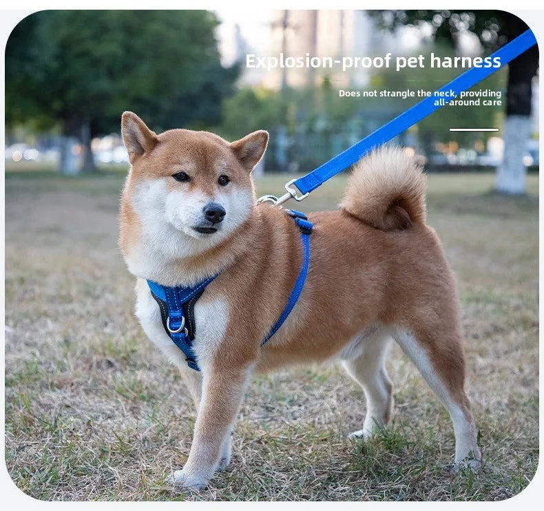 Harnais en Cuir pour Chien - Style Gilet, avec Collier et Laisse