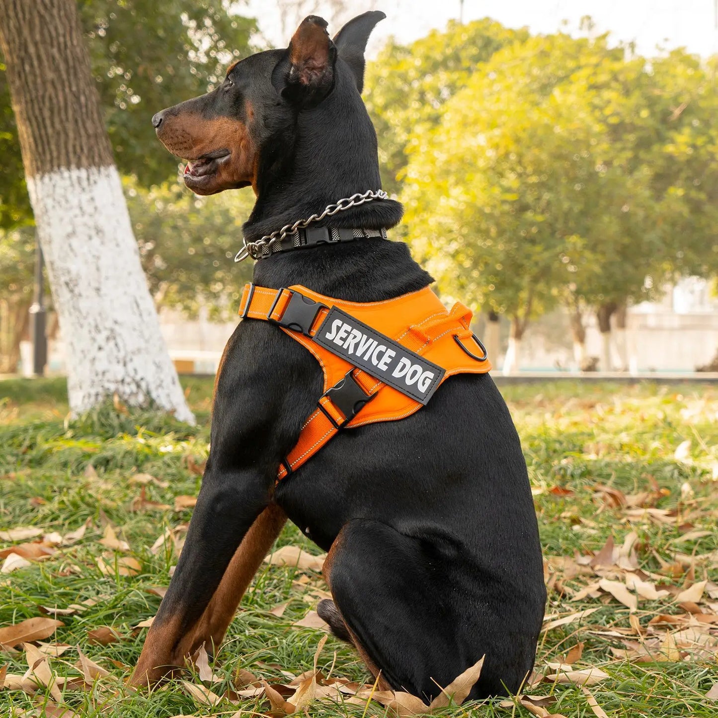 Harnais Personnalisé pour Chien - Étiquette Nom, Respirant