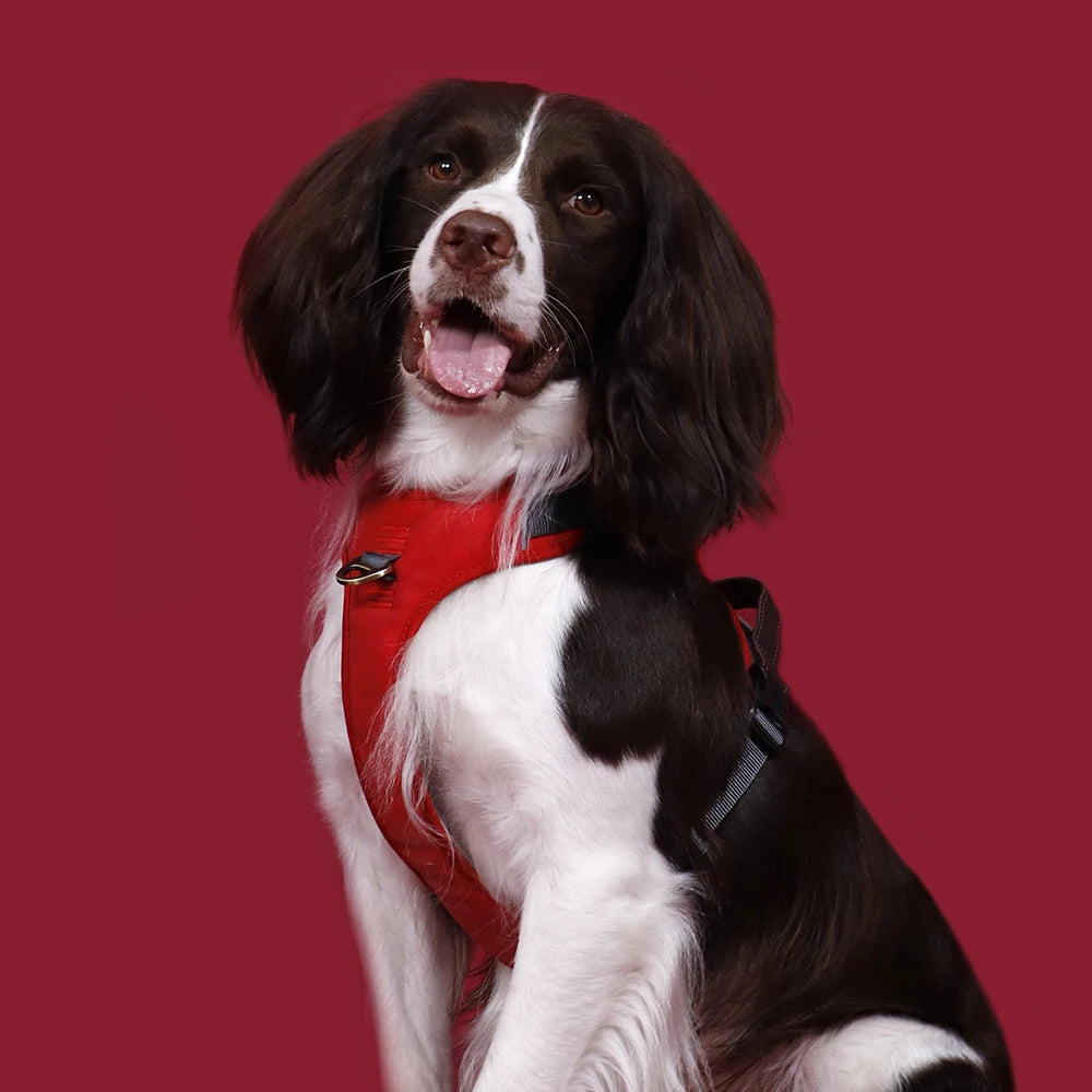 Harnais Vintage Cuir PU pour Chien - Poignée Rétro