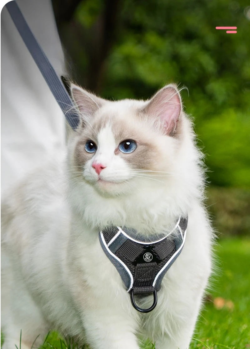 Ensemble Harnais et Laisse Sans Traction pour Petit Chien et Chat