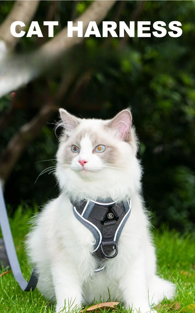Ensemble Harnais et Laisse Sans Traction pour Petit Chien et Chat