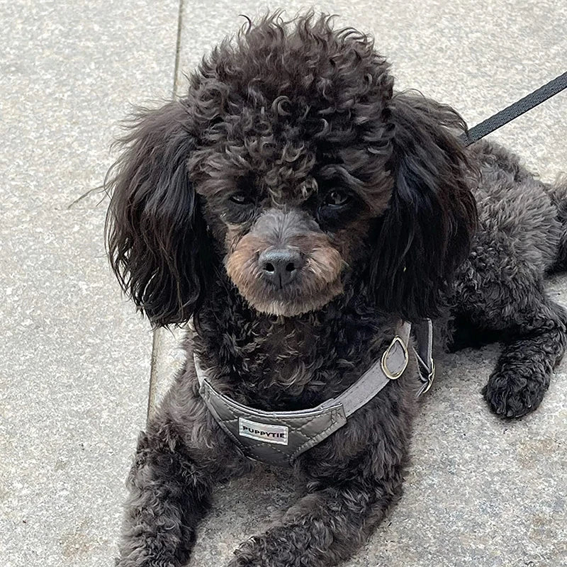 Harnais Sans Traction pour Chiot et Petit Chien - Marche Douce
