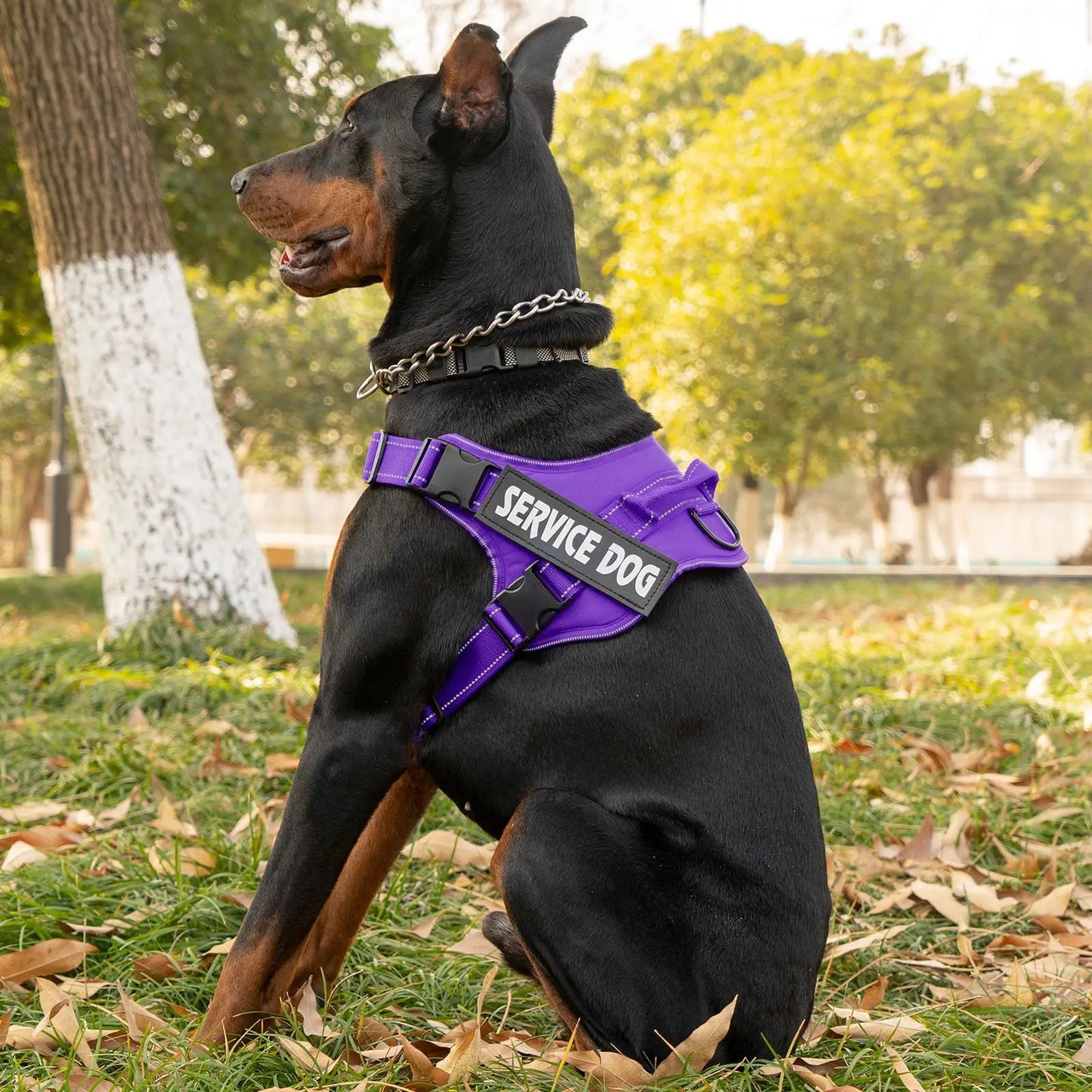 Harnais Personnalisé pour Chien - Étiquette Nom, Respirant