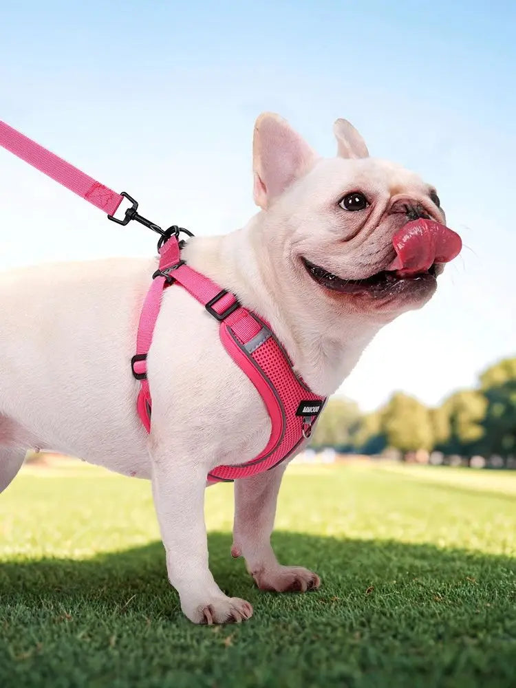 Ensemble Harnais et Laisse Classique et Doux pour Chien - Toutes Races