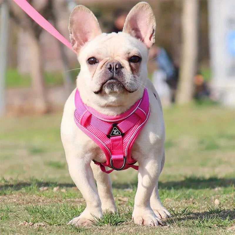 Ensemble Harnais et Laisse Anti-Traction pour Petit Chien et Chat - Réfléchissant