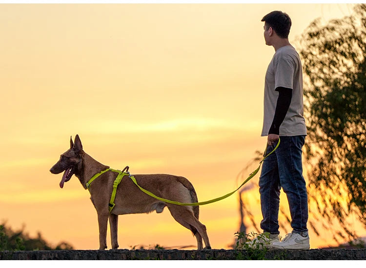 Ensemble Harnais et Laisse Anti-Traction pour Grand Chien