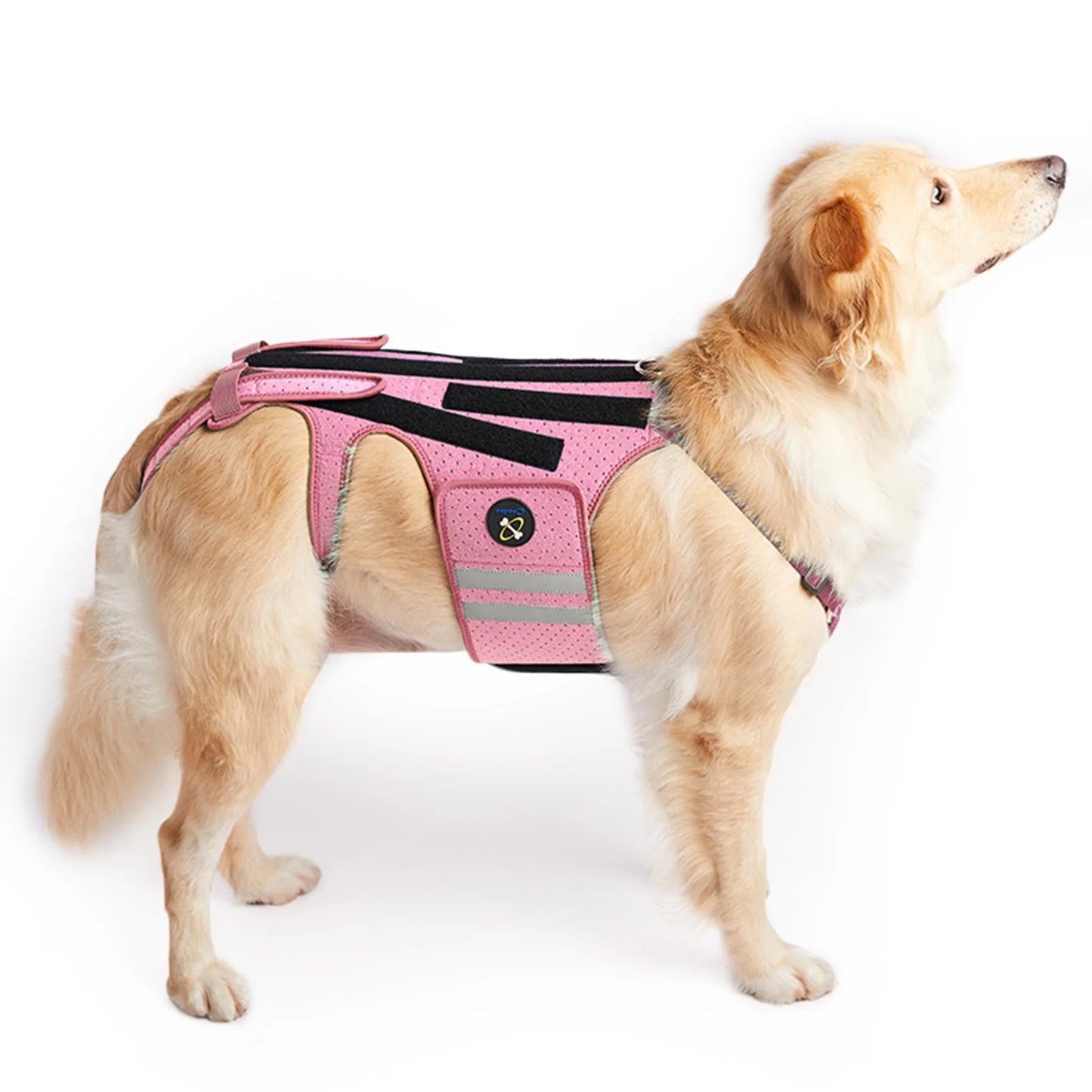 Harnais de Soutien Dorsal COODEO - Protection Colonne Vertébrale
