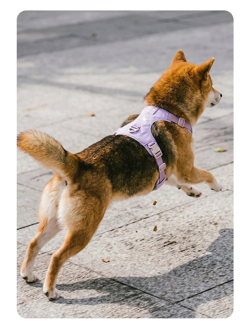 Harnais et Laisse Légers Anti-Traction pour Chien - Toutes Tailles