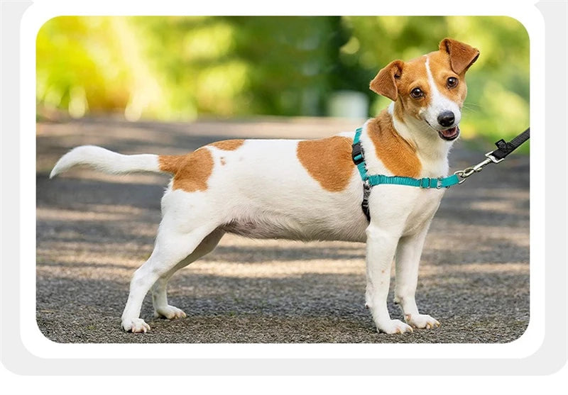 Harnais Anti-Rupture en Nylon Solide pour Chien Moyen/Grand - Husky
