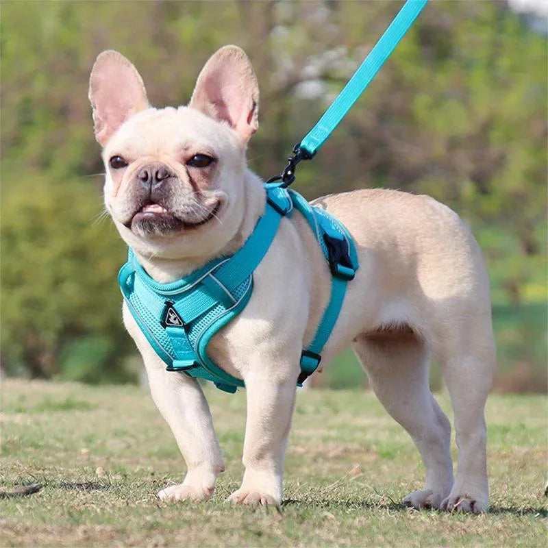 Ensemble Harnais et Laisse Anti-Traction pour Petit Chien et Chat - Réfléchissant