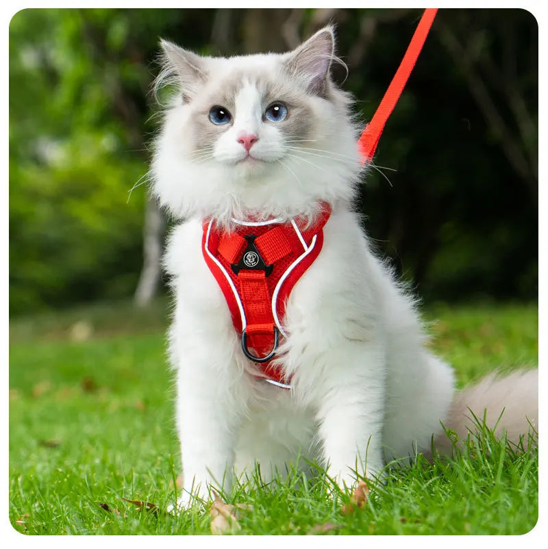 Ensemble Harnais et Laisse Sans Traction pour Petit Chien et Chat