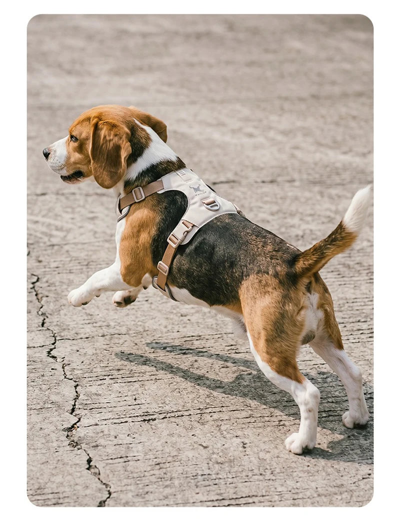 Harnais et Laisse Légers Anti-Traction pour Chien - Toutes Tailles