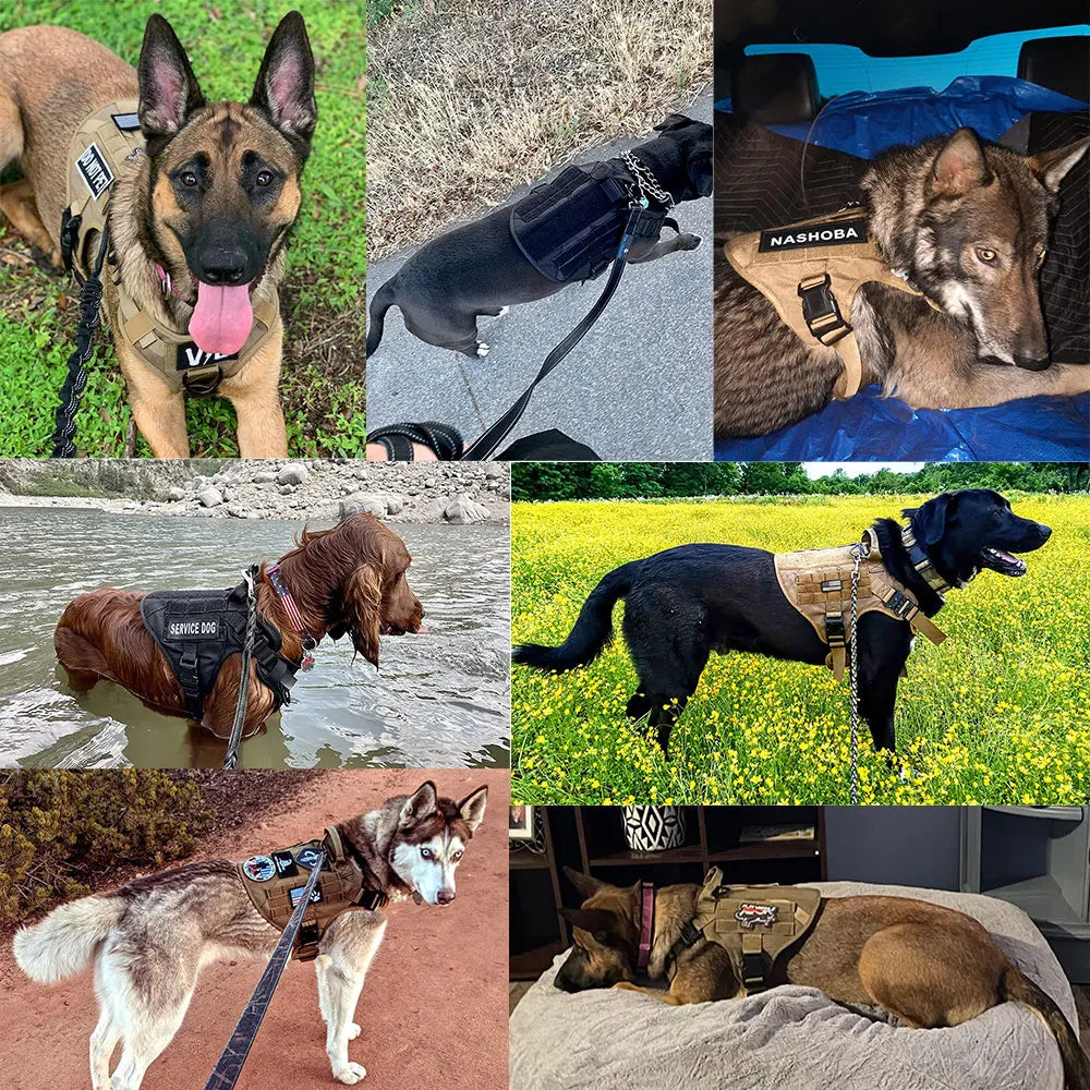 Harnais d'Entraînement Militaire pour Berger Allemand et Malinois