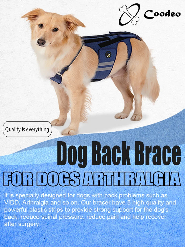 Harnais de Soutien Dorsal COODEO - Protection Colonne Vertébrale