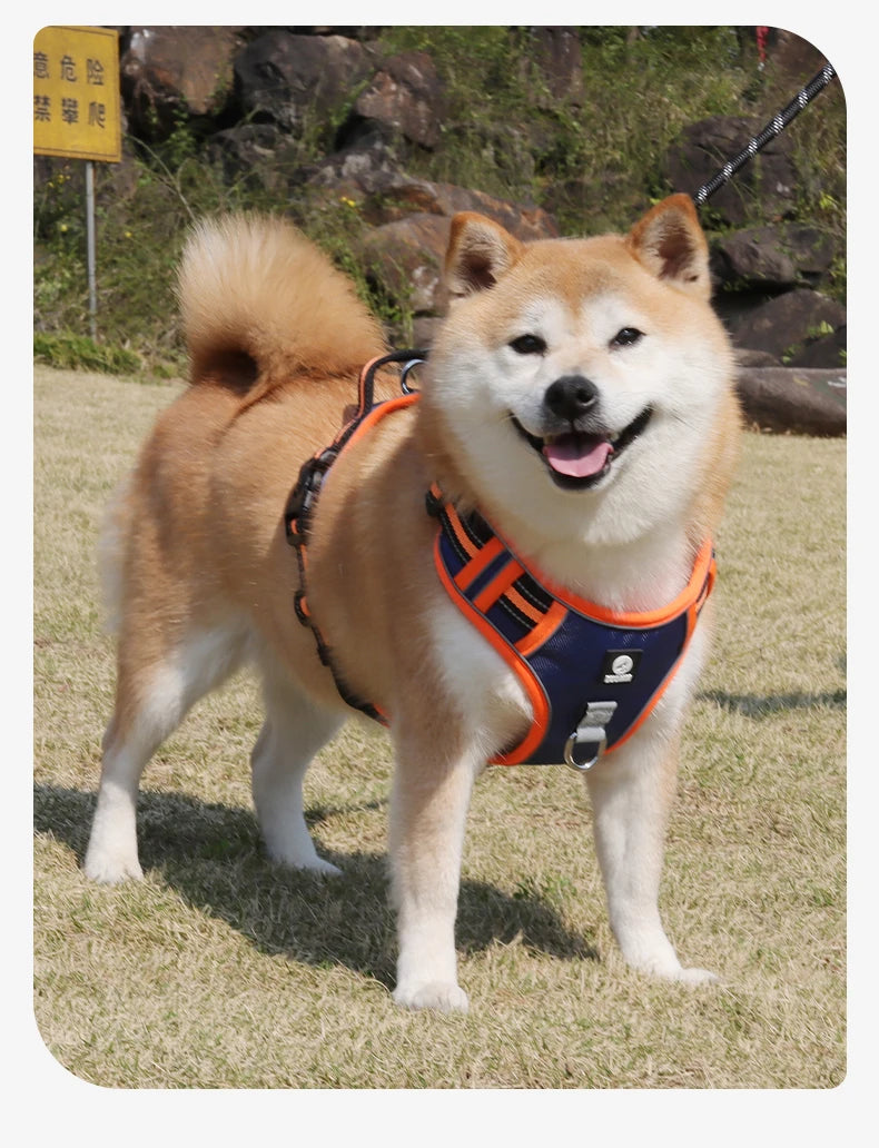 Harnais Oxford Anti-Évasion Réfléchissant pour Grand Chien - avec Collier