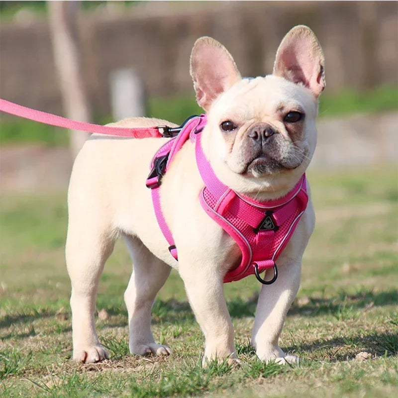 Ensemble Harnais et Laisse Sans Traction pour Bouledogue Français et Chat