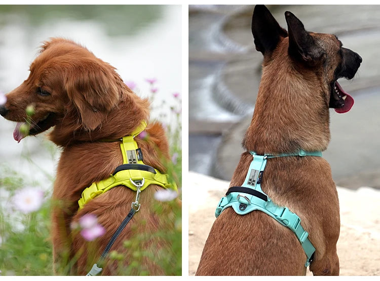 Ensemble Harnais et Laisse Anti-Traction pour Grand Chien