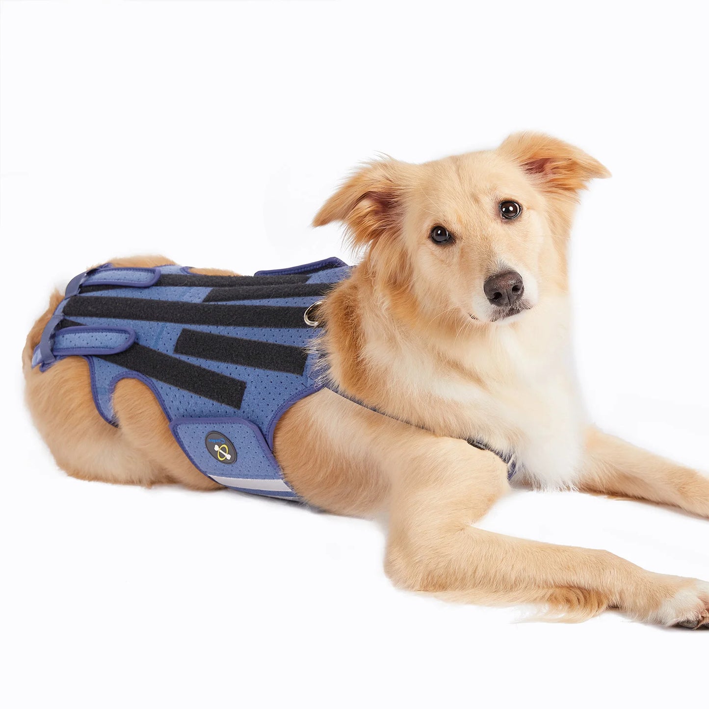 Harnais de Soutien Dorsal COODEO - Protection Colonne Vertébrale