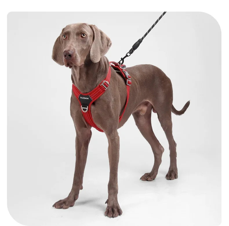 Harnais de Sécurité Double Poignée pour Chien - Dégagement Rapide