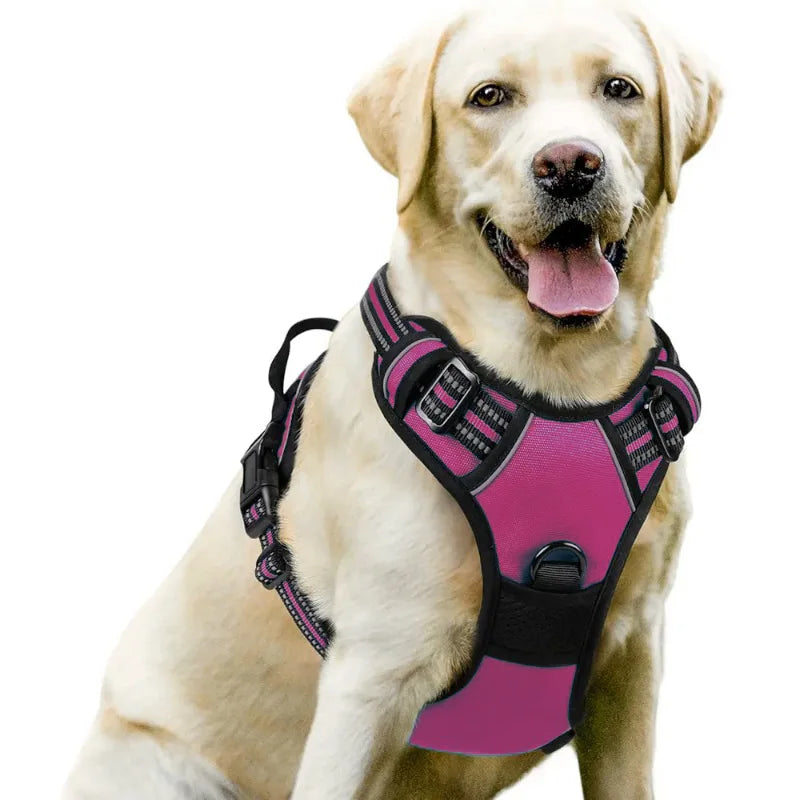 Harnais et Laisse Corde Nylon pour Grand Chien