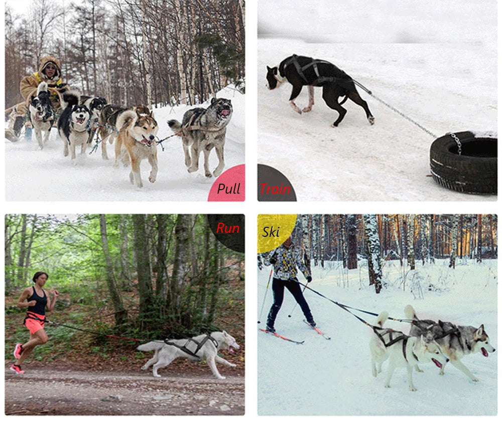 Harnais Ski et Course pour Grand Chien - Haute Qualité