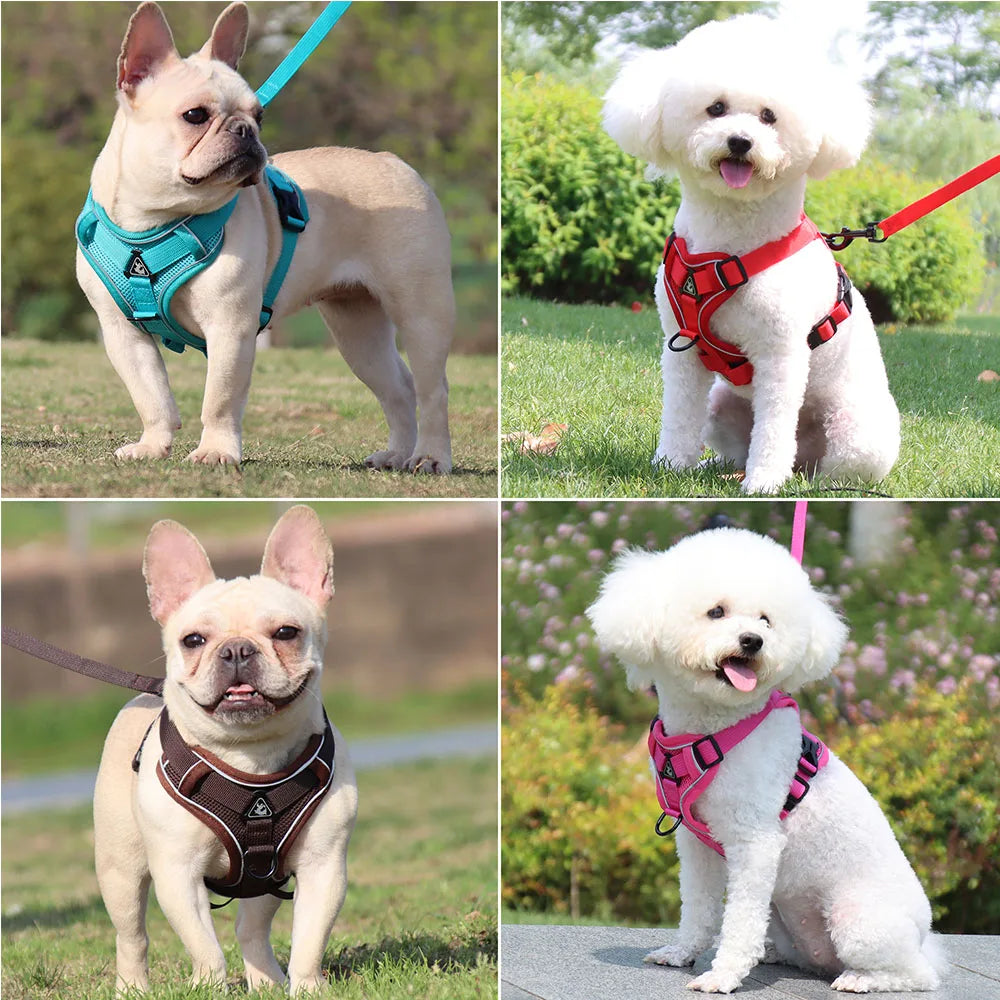 Ensemble Harnais et Laisse pour Petit Chien - Bouledogue, Carlin, Chiot