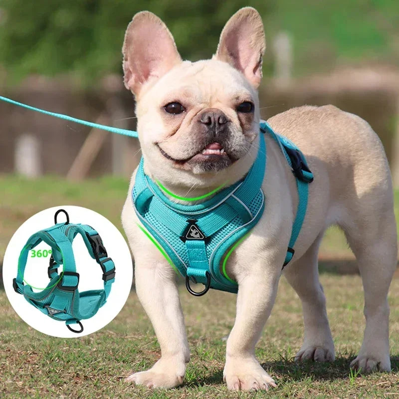 Ensemble Harnais et Laisse Sans Traction pour Bouledogue Français et Chat
