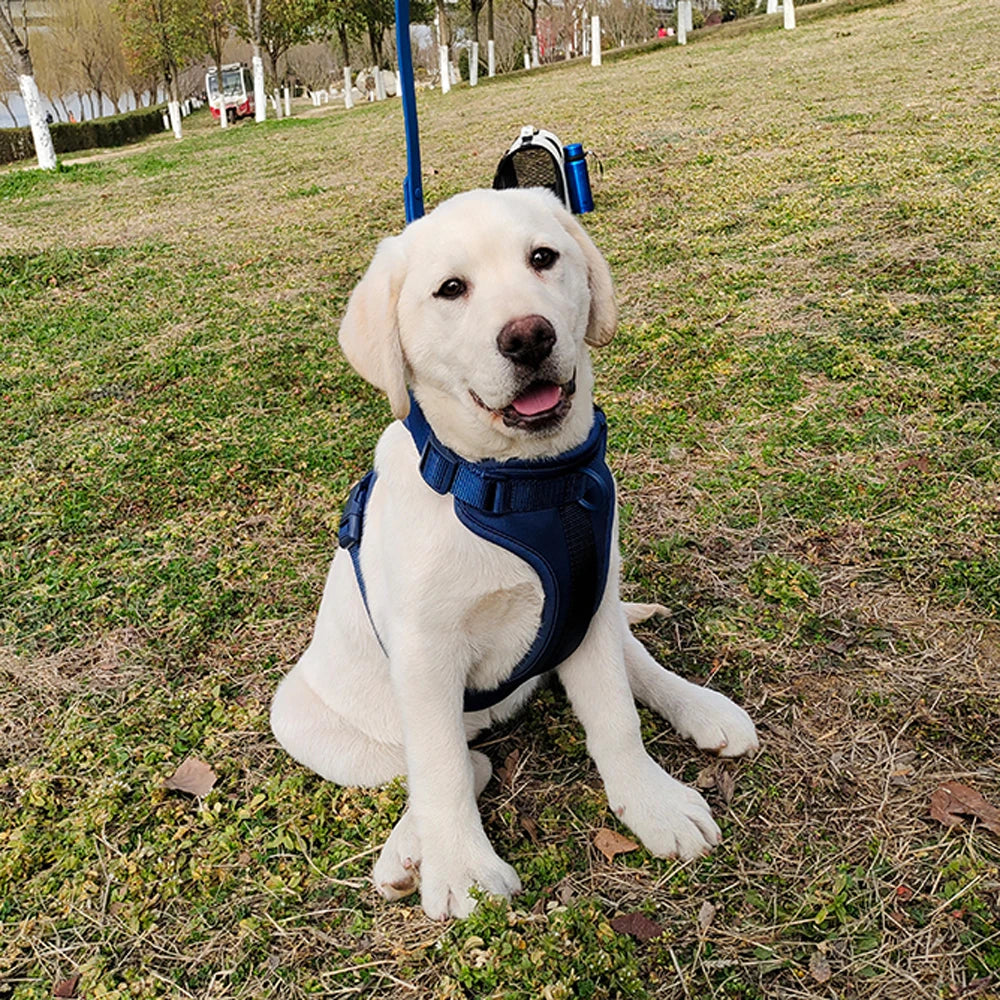 Harnais Léger Respirant pour Petit et Moyen Chien - Réglable