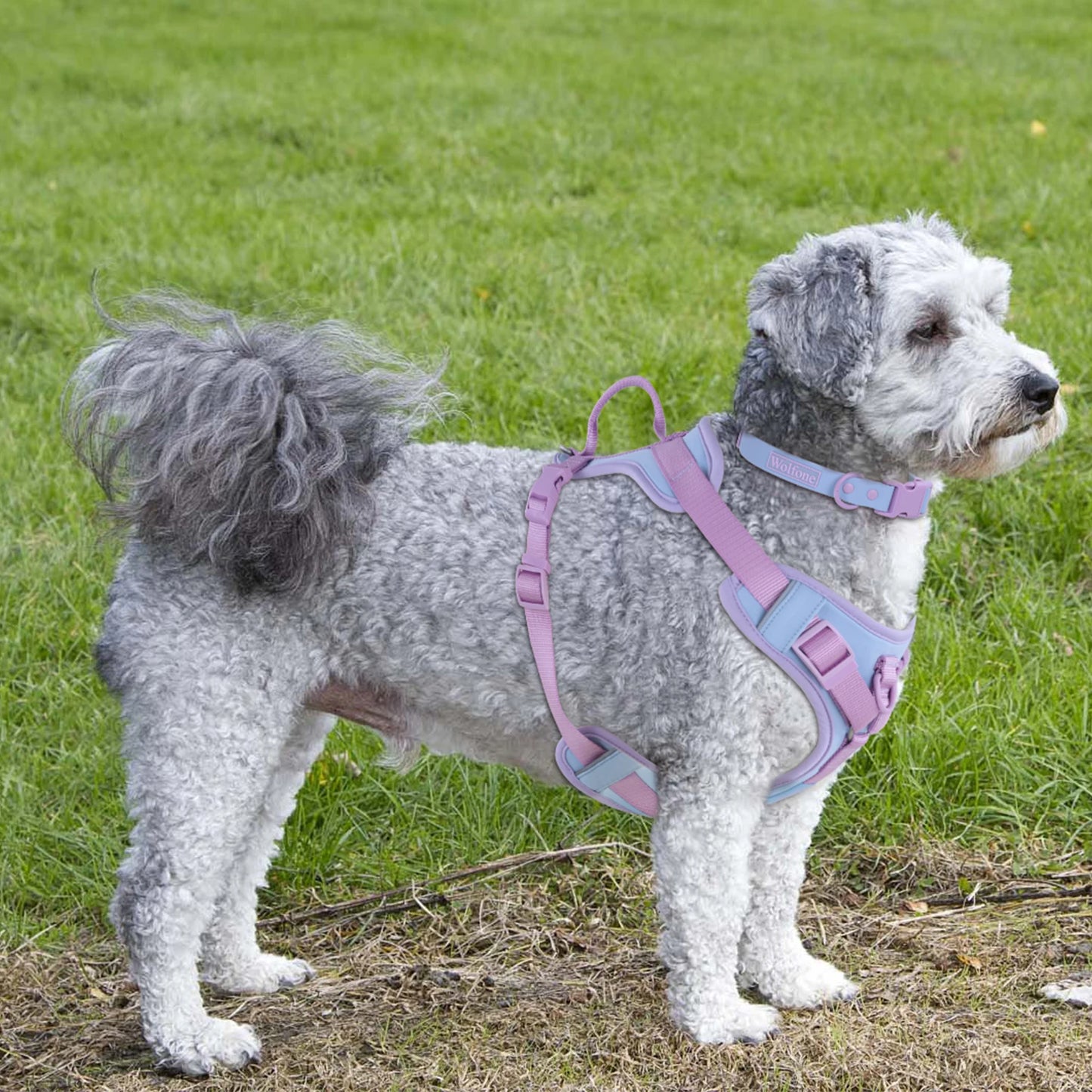 Harnais de Luxe Moyen Anti-Traction pour Chien - Personnalisé