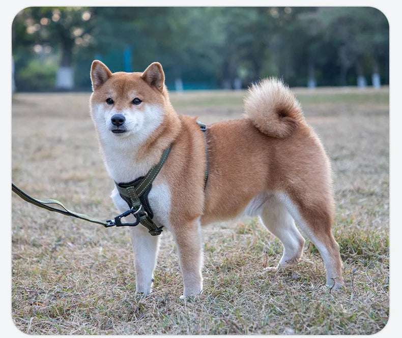 Harnais en Cuir pour Chien - Style Gilet, avec Collier et Laisse