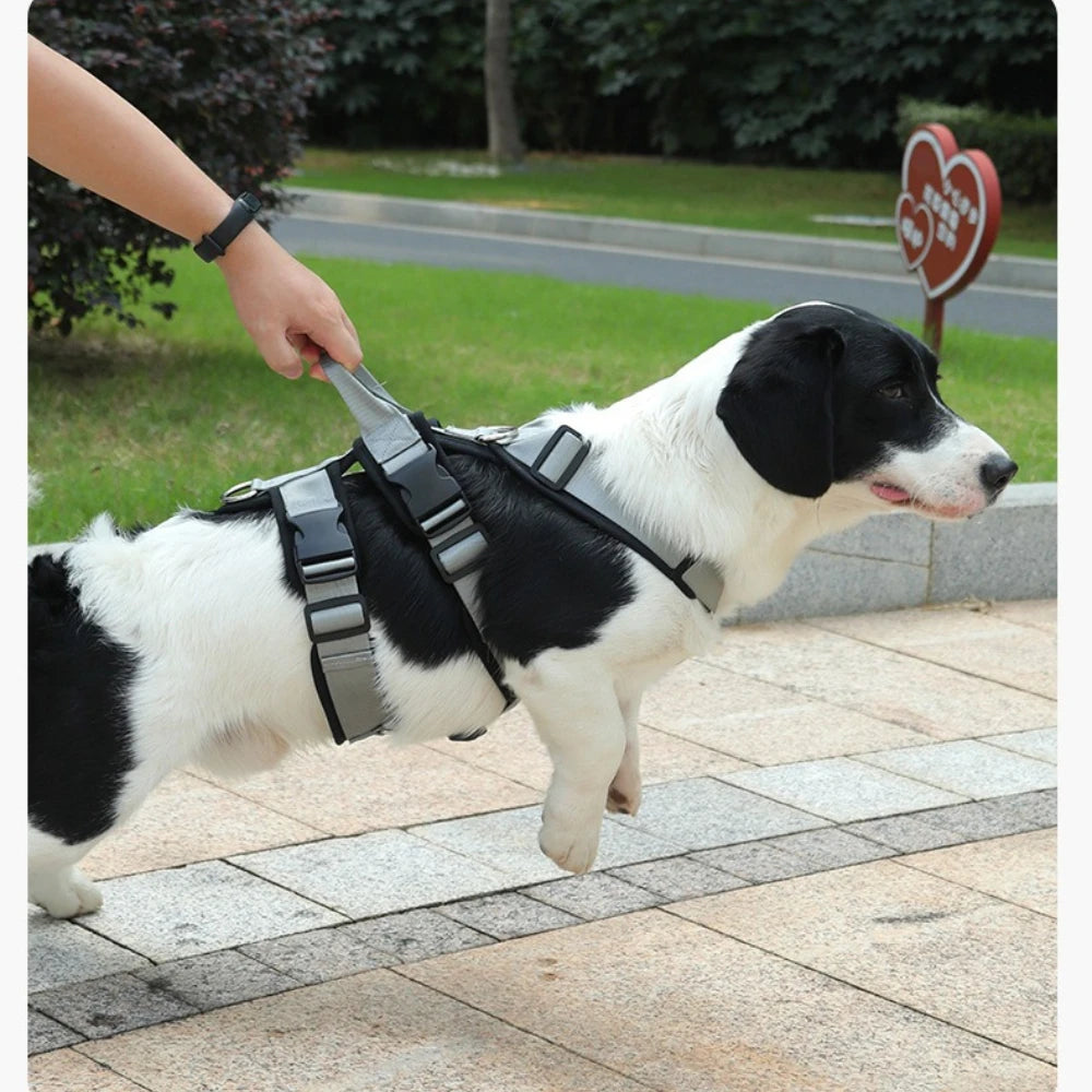 Harnais et Laisse Anti-Évasion Robuste pour Chien - Idéal Corgi