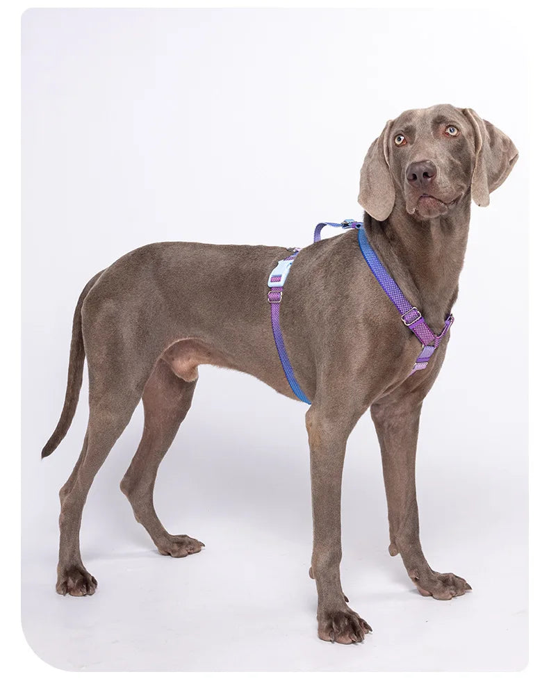 Harnais Anti-Traction Nid d'Abeille pour Chien - Respirant et Sécurisé